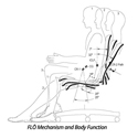 Ergonomics of the Eureka Swing Chair